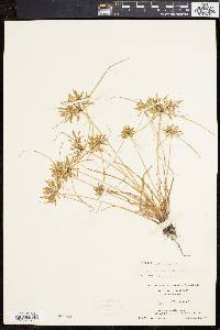 Cyperus filicinus image