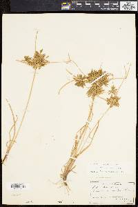 Cyperus filicinus image