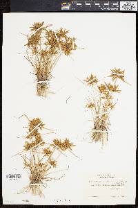 Cyperus filicinus image