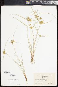 Cyperus flavescens image