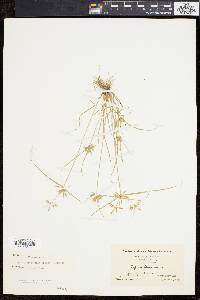 Cyperus flavescens image