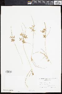 Cyperus flavescens image