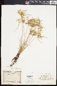 Cyperus flavescens image