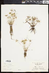 Cyperus flavescens image