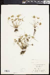 Cyperus flavescens image