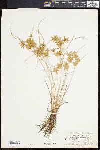 Cyperus flavescens image