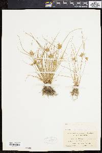 Cyperus flavescens image