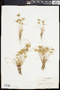 Cyperus flavescens image