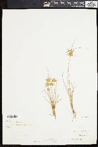 Cyperus flavescens image