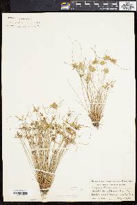 Cyperus flavescens image