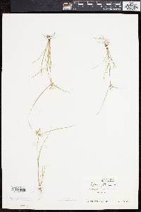 Cyperus flavescens image