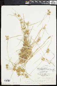 Cyperus flavescens image