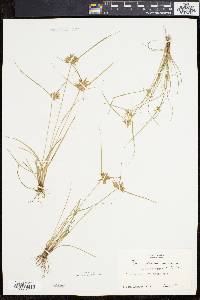 Cyperus flavescens image