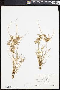 Cyperus flavescens image