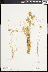 Cyperus flavescens image