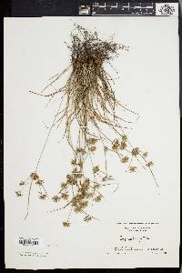 Cyperus grayi image