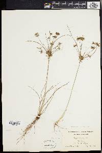 Cyperus grayi image