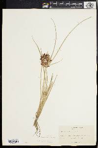 Cyperus bipartitus image