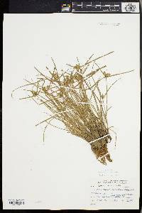 Cyperus bipartitus image