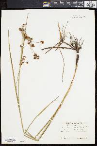 Cladium mariscoides image