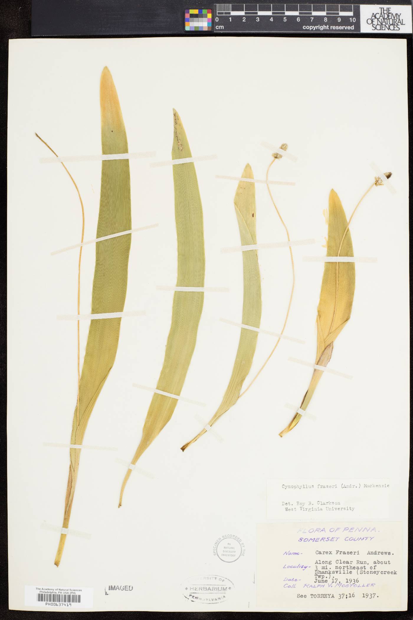 Cymophyllus image