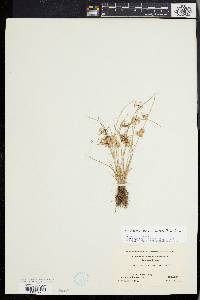 Cyperus acuminatus image