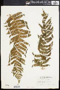 Cyathea furfuracea image