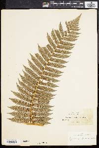 Cyathea furfuracea image