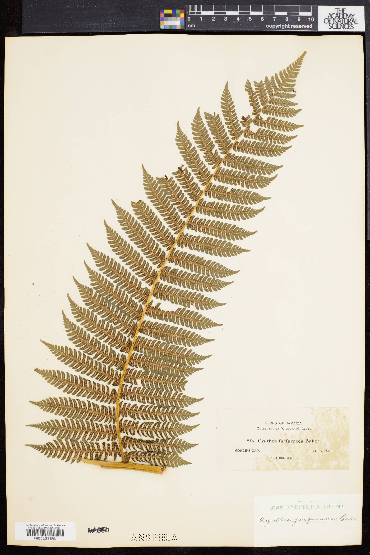 Cyathea furfuracea image