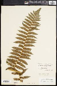 Cyathea furfuracea image