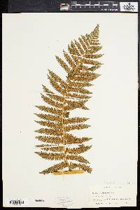 Cyathea furfuracea image