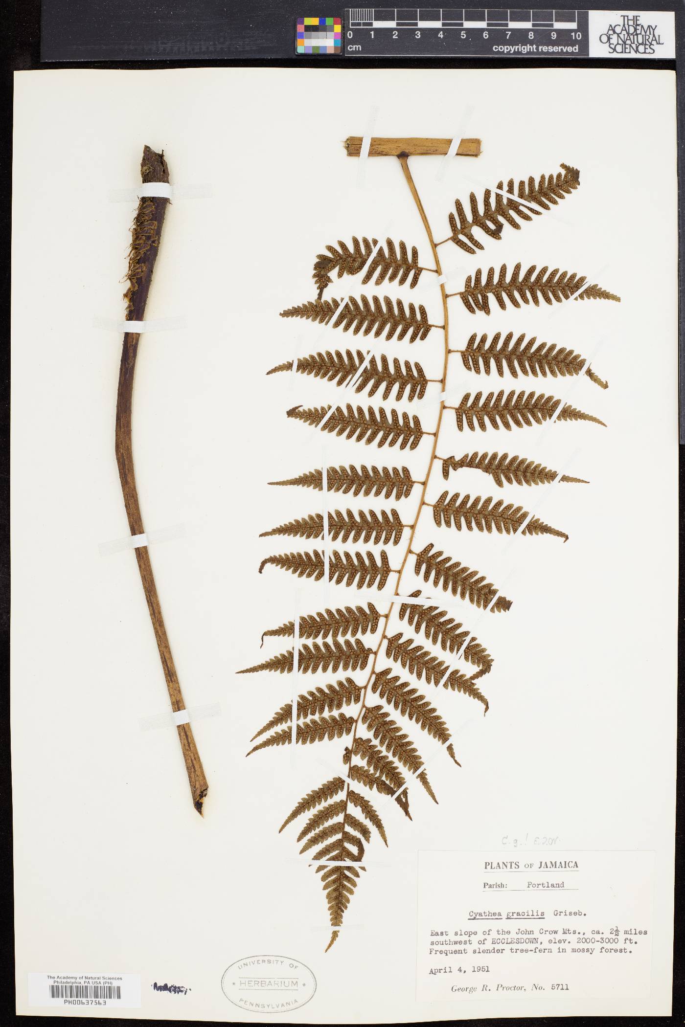 Cyathea gracilis image