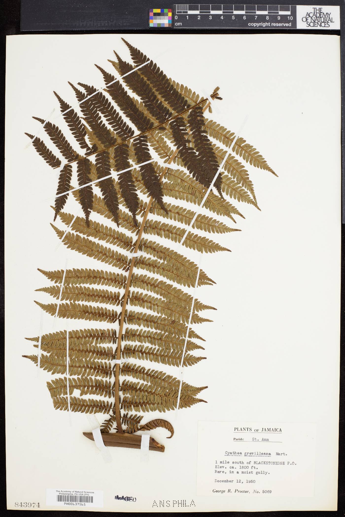 Cyathea grevilleana image