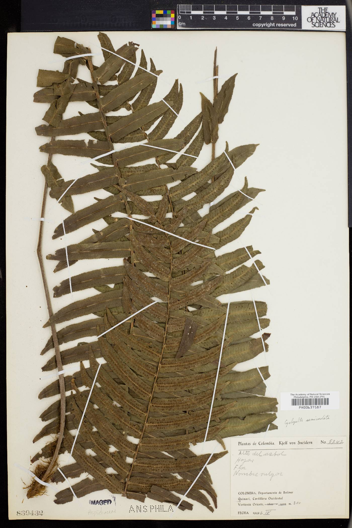 Cyclopeltis semicordata image
