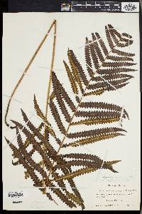 Dryopteris gongylodes image