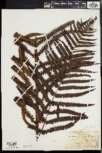 Dryopteris gongylodes image