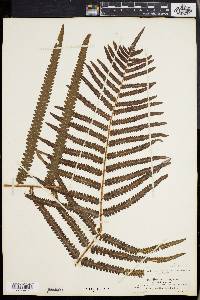 Dryopteris gongylodes image