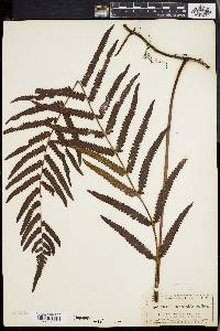 Dryopteris gongylodes image