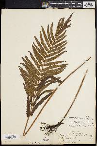 Dryopteris gongylodes image