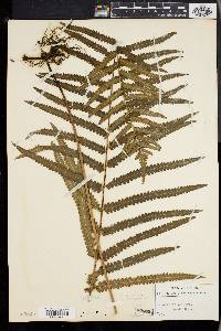 Dryopteris gongylodes image