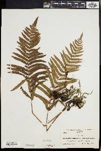 Dryopteris gongylodes image