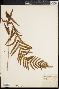 Dryopteris gongylodes image