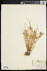 Cyperus bipartitus image