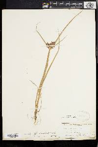 Cyperus bipartitus image