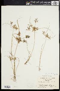 Cyperus bipartitus image