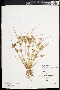 Cyperus bipartitus image