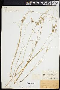 Cyperus bipartitus image