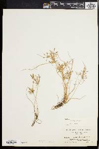 Cyperus bipartitus image