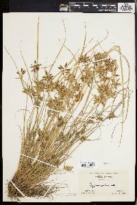 Cyperus bipartitus image