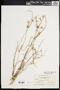 Cyperus bipartitus image